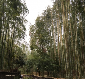 Op onze laatste dag voor ons vertrek uit Kyoto zijn we enthousiast om de Arashiyama Bamboo Grove te bezoeken. (Foto door danseres Betty Wang) 
