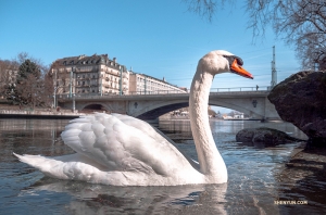 Un amical cygne suisse approche, il est très photogénique ! (Photo de Monty Mou)<br />
