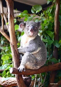 В брисбенском заповеднике Lone Pine Koala мы встречаем очень бдительную коалу. Нам повезло увидеть медведя бодрствующим, ведь они могут спать до 22 часов в день! (Автор фото: Цзюнь Лян)
