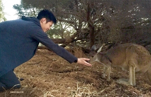 Para penari senang bertemu penduduk setempat ke mana pun mereka pergi. Penari Teo Yi menyapa teman barunya di Pulau Kanguru di Perth, Australia. (Foto oleh insinyur pencahayaan Benny Chan)