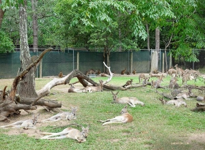 コアラ・サンクチュアリでは、十数匹の疲れたカンガルーが、ホッピングから一休みしていた。
