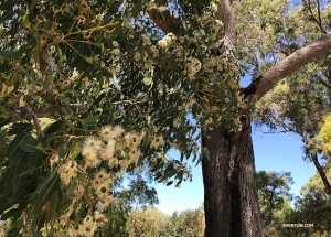 <p>Nous profitons de l'ombre d'un « Blush Satinash » avant de nous rendre à l'aéroport pour Brisbane. Cet arbre en fleurs est originaire de la forêt tropicale australienne.</p>
