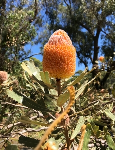 オーストラリアだけに咲くバンクシアの花。「キングス・パークの宝石」としても知られ、数千個の小さな花が、行儀よく並んだ穂先に密集して咲く。
