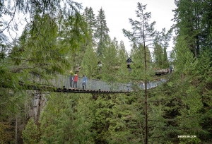 A view of Capilano Suspension Bridge from ground level. The unique bridge has been featured in several television programs.