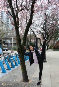 Principal Dancer Kaidi Wu mimics the beauty of this blossoming tree with her pose and scarf. (Photo by dancer Cecilia Wang)
