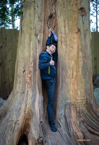 Dancer Xinghao Che stretches with the help of a tree.
