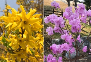 <p>Strahlend gelbe Forsythien und hübsche rosa Azaleen stehen ebenfalls in voller Blüte! (Fotos: Vina Lee)</p>
