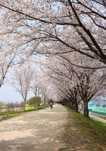 Rząd wiśni i migdałowców rosnących wzdłuż rzeki w Daegu, Korea Południowa. (Jeff Chuang)