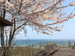 <p>Die wunderschönen Kirschblüten am Meer machen die Bänke noch einladender.</p>