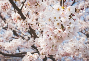 <p>Perfektes Timing! Kirschblüten blühen nur für kurze Zeit von Ende März bis Mitte April. (Foto: Michelle Wu)</p>