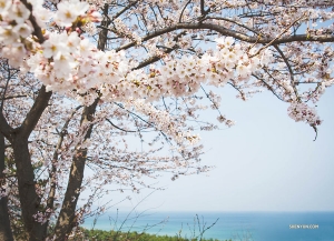 Shen Yun World Company spots cherry blossoms while driving from Gangneum to Daegu, South Korea. (Photo by dancer Michelle Wu)
