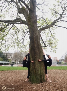 二人同時に利用できる樹木。神韻国際芸術団のダンサーが、シアトル（7回公演）の舞台の前にウォーミングアップ。