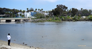 Zaś w Kalifornii tenor z Shen Yun International Company tenor Gao Liang dzieli się swoją przekąską z ptakami na Dana Point Harbor (kinooperator Annie Li)
