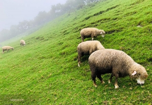 草をはむ羊たち。（撮影：ジェフ・チュワン）