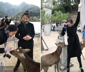 Sur le chemin elles se font de nouveaux amis. Ces trois cerfs en liberté n’ont pas peur des touristes.