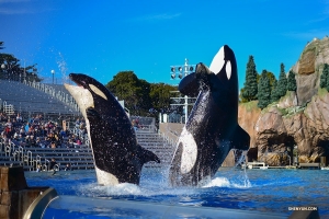 In San Diego, California, performers visit whales, dolphins, and penguins at Sea World.

(Photo by Johnny Cao)