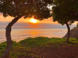 沐浴著夕陽的餘暉，兩棵巴西樹似乎在竊竊私語——你們在說什麼呢？（攝影：舞蹈演員Alvin Song）