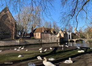 Wijngaardplein, en liten park som är hem till en flock av svanar. (Foto: Han Ye)