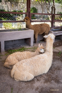 Alpacas di kehidupan nyata. Semua alpaka dijinakkan (tidak ada yang liar) dan dibiakkan untuk wolnya. Selain wol yang sangat lembut, juga hypoallergenic, anti air, dan tahan api.

(Foto oleh Tony Xue)