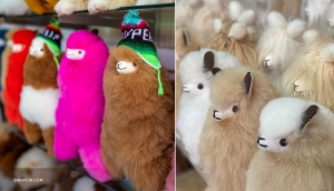 Gevulde Alpaca's: een pluizig Zuid-Amerikaans dier waarvan de wol zachter is dan de wol van een schaap. (Foto's door Tony Xue en Annie Li)