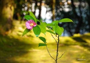 Most of the garden can only be viewed from the porch outside the Main Hall of the temple, but dancer Felix Sun manages to get a close-up of this delicate blossom.