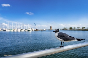 En lokalbo ser ut över Tampa Bay. (Foto: Tony Xue) 