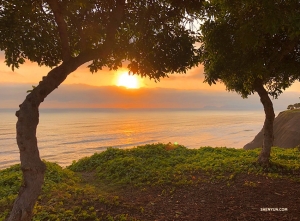 Brazilian trees create a natural and beautiful gateway. (Photo by Alvin Song)