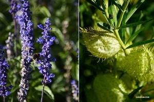 Delicate New Zealand flora.

(Photo by Annie Li)