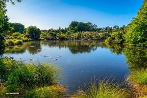 オークランド植物園を訪問。ニュージーランド独特の希少種も含め、1万種以上の植物を誇る。（撮影：トニー・シュエ）