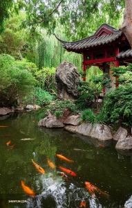 The Sydney Garden of Friendship mimics the style of the Ming Dynasty. (Photo by Monty Mou)