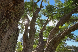 L’occhio di Heaven che sbircia attraverso gli alberi (foto di Nick Zhao).