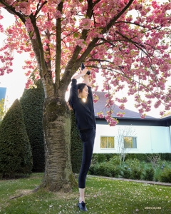今年の梅の花の演目に因んで、フランスのルーベで満開の梅を楽しむダンサーのワンショット。