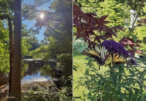 Os bosques tranquilos têm muita beleza para revelar.