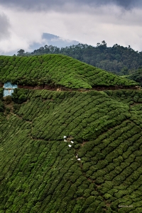 Bepergian lebih jauh ke pedalaman, TK Kuo tiba di perkebunan teh Kalimantan yang rimbun.