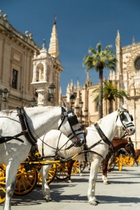 Direction Séville ! Dans les rues de Séville, une calèche de chevaux blancs transporte avec grâce ses passagers, révélant ainsi tout le charme historique de la ville.