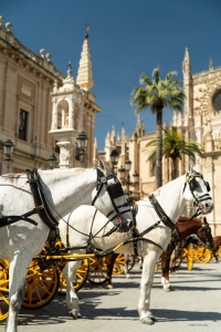 スペインのセビリアの街中で、優雅に乗客を乗せる白馬の馬車。由緒ある都市の魅力が伝わる。