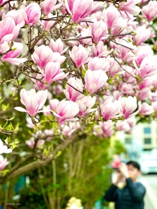 Der Frühling liegt in der Luft! Die Tänzerin Pinchun Chan knipst ein Foto von den üppigen Magnolienblüten in Basel, Schweiz.