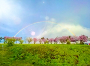 如茵的綠草，盛開的鮮花，湛藍的晴空中掛著一彎七色的彩虹，好一幅人間仙境。