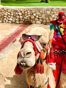 老實說，在沙漠裏，比起法拉利，更需要值得信賴的駱駝呢。
