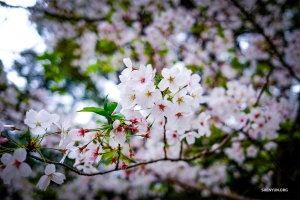 Meanwhile, in Tokyo, Japan, cherry blossoms herald the arrival of spring. 