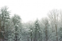 Winter Thumb
