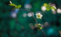 Spring Flower